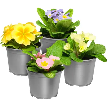 Jordviva enkelblommande 10cm kruka Höjd 20cm varierande färger.