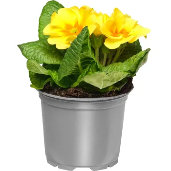 Jordviva enkelblommande 10cm kruka Höjd 20cm gul.