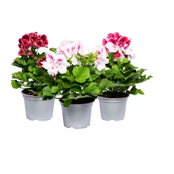 Engelsk pelargon 12cm kruka Höjd 30cm varierande färger.