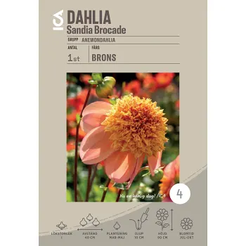 Dahlia Sandia Broccade 1-p ICA.