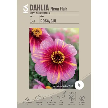 Dahlia Neon Flair 1-p ICA.