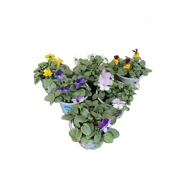 Pensé småblommig 10,5 cm.