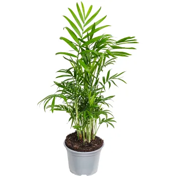 Bergpalm 12 cm.