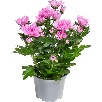 Krysantemum 11,5 cm.