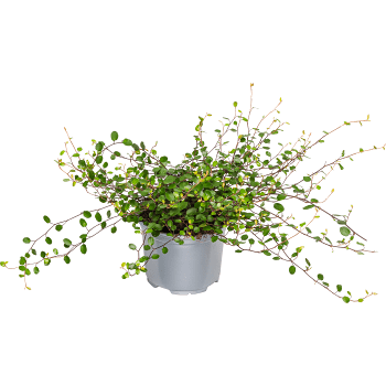 Muehlenbeckia 10,5cm kruka ICA.