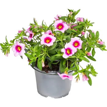 Hängpetunia småblommig 12cm kruka Höjd 21cm varierande färger.