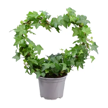 Murgröna hjärtbåge 12cm.