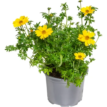 Ampelskära 12cm ICA.