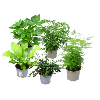 Gröna växter, 12cm varierande sorter.