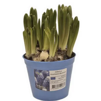 Armenisk pärlhyacint 10,5cm.