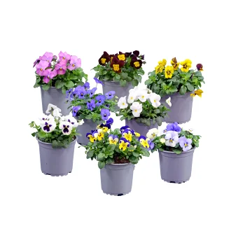 Pensé special 10,5 cm Mix.