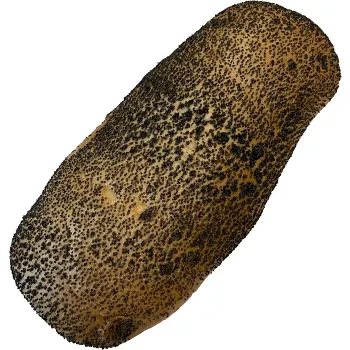 Vallmobröd Folkes 400g Dahls Bageri.