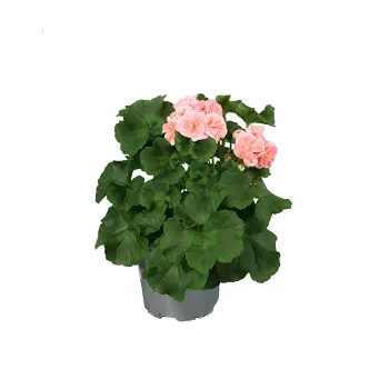 Pelargon Astrid 14 cm SE.