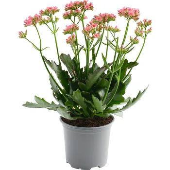Kalanchoe brokbladig 10,5cm Höjd 26cm.