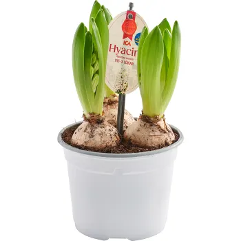 Hyacint ICA 3p vit 12cm.