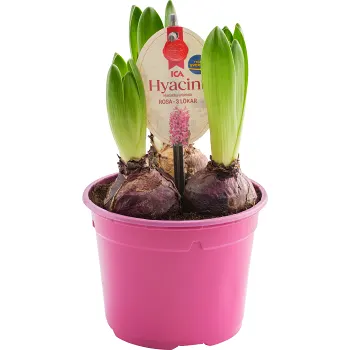 Hyacint 3 plant rosa 12cm ICA.