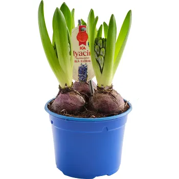 Hyacint 3 plant blå 12cm ICA.