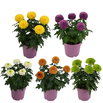 Krysantemum Flowerpops 14cm.
