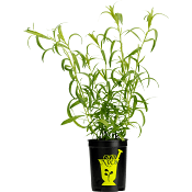 Dragon i kruka 1-p KRAV Orto Novo.