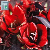 Servett 33 cm Xblomster.