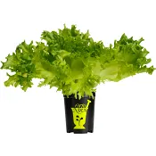 Krispsallat i kruka 1-p Orto Novo.