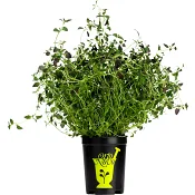 Timjan i kruka 1-p KRAV Orto Novo.