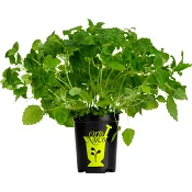 Citronmeliss i kruka 1-p KRAV Orto Novo.