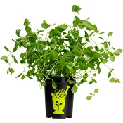 Oregano i kruka 1-p KRAV Orto Novo.