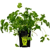 Koriander i kruka 1-p KRAV Orto Novo.