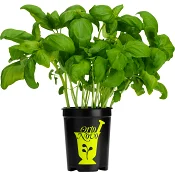 Basilika i kruka 1-p KRAV Orto Novo Klass 1 ICA.