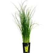 Gräslök i kruka 1-p KRAV Orto Novo.