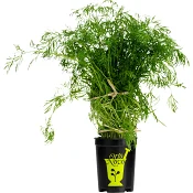 Dill i kruka 1-p KRAV Orto Novo Klass 1 ICA.