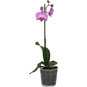 Orkidé 1-p.