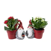 Arrangemang Tomtekruka röd eller vit kalanchoe höjd ca 12cm.