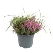 Ljung Calluna med gräs 23cm kruka Höjd 41cm varierande färger.