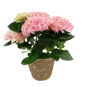 Arrangemang Hortensia korg.