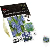 Pärlhyacint Armenisk Blå  30-p ICA Garden.