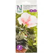 Flugfälla Fönsterremsa 8-p Nelson Garden.