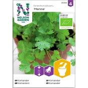 Koriander Marino Organic 1-p Nelson Garden.