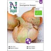Lök Gul Stuttgarter Riesen Organic Nelson 1-p Garden.