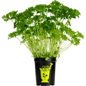 Persilja i kruka 1-p KRAV Orto Novo.