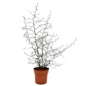 Sicksackbuske 15cm kruka Höjd 50cm.