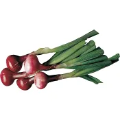 Lök Röd knippe ca 200g Klass 1 ICA.
