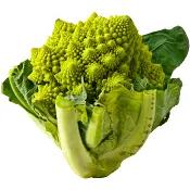 Romanesco Klass 1 ICA.