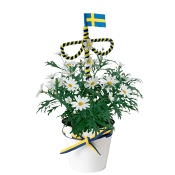 Arrangemang Midsommar margerit 11cm kruka.