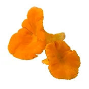 Kantarell ca 10g Klass 1.