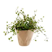 Plättar i luften 10,5cm kruka 22 cm hög.