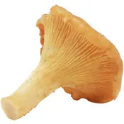 Kantarell ca 20g Klass 1 ICA.