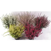 Ljung Calluna vulgaris Garden girls mix 1-p.