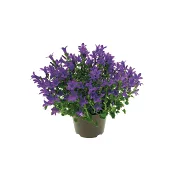 Campanula 10,5cm kruka blå.